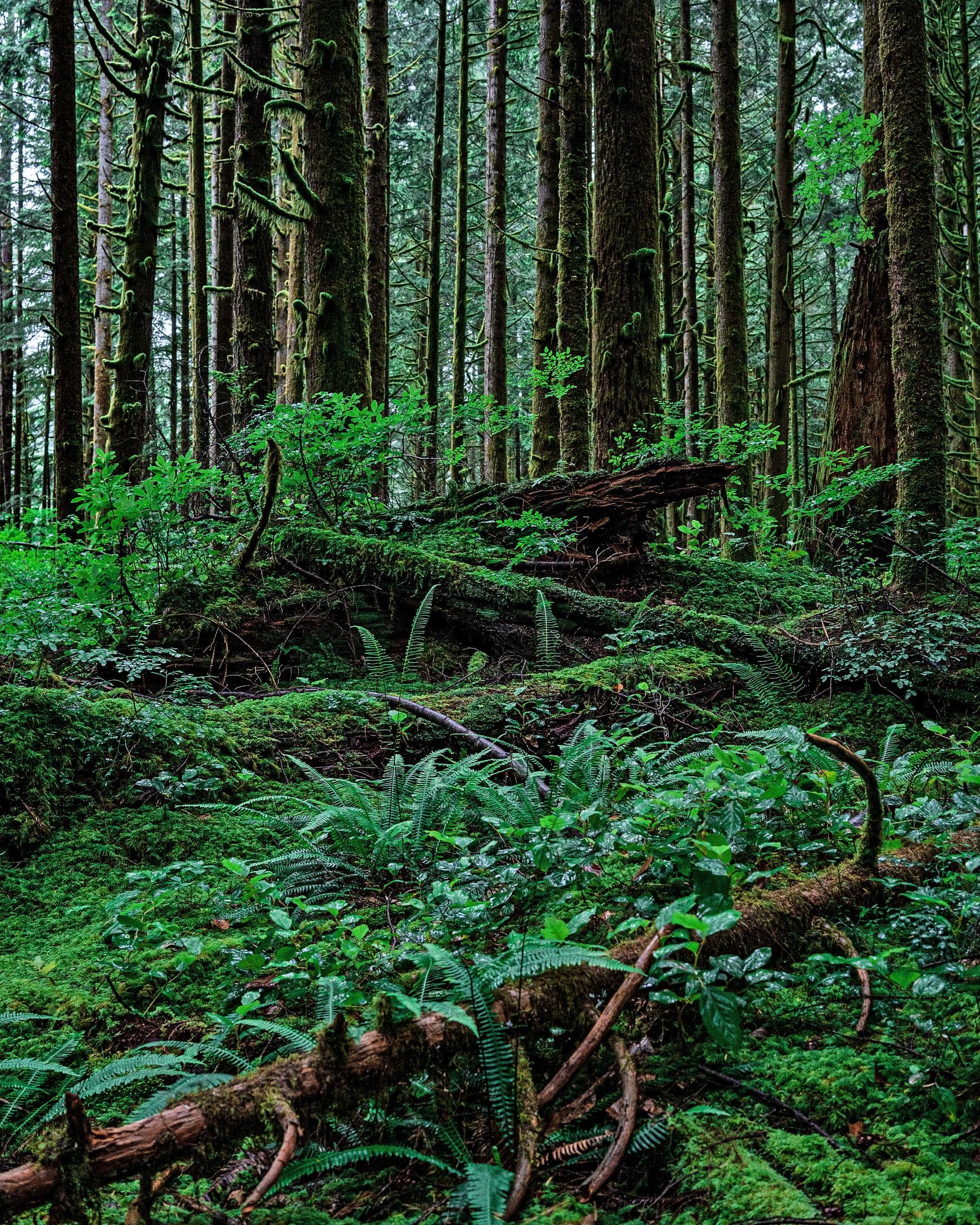 Golden Ears Provincial Park, Maple Ridge, B.C., Canada