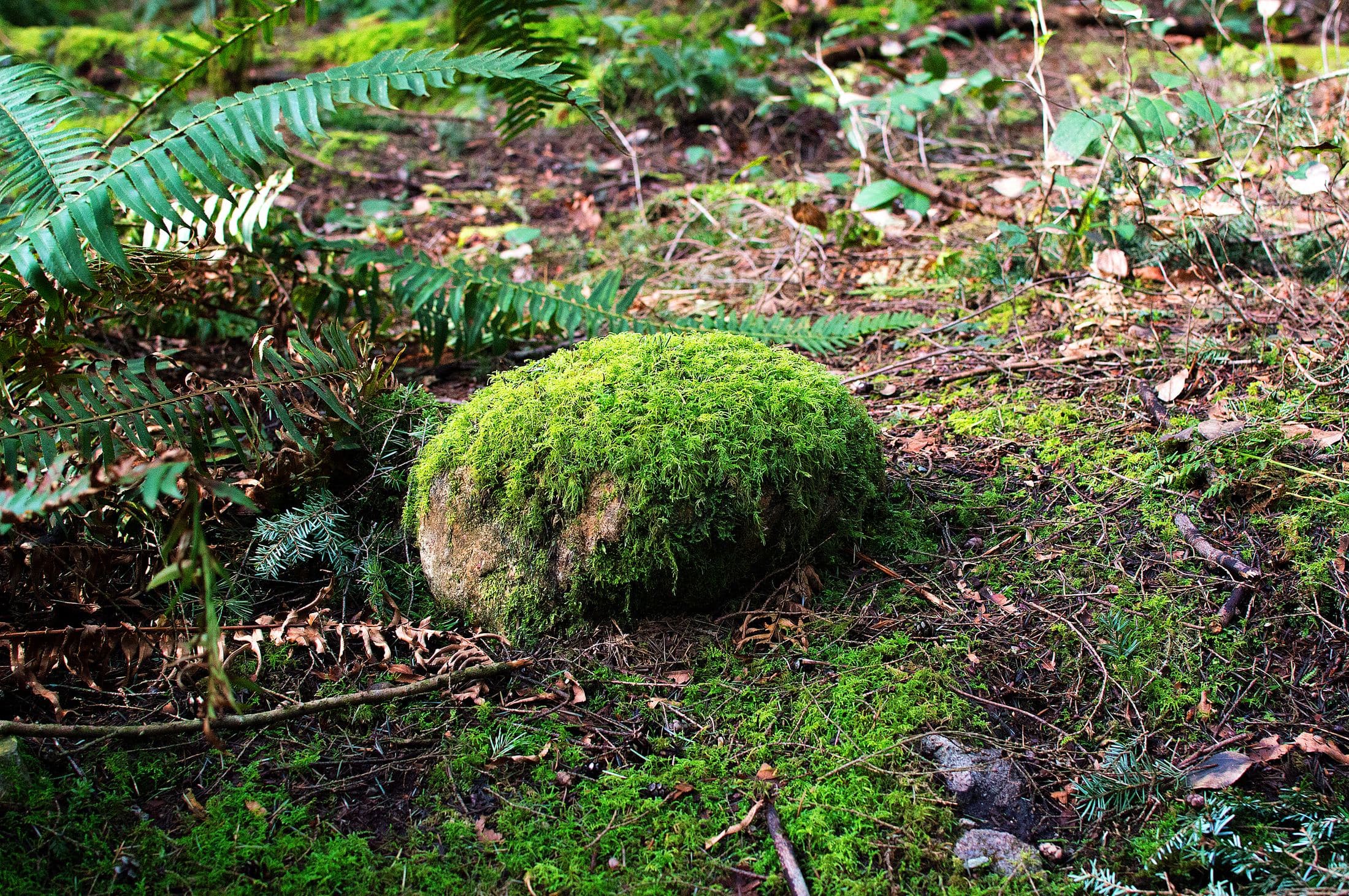 Golden Ears Provincial Park, Maple Ridge, B.C., Canada
