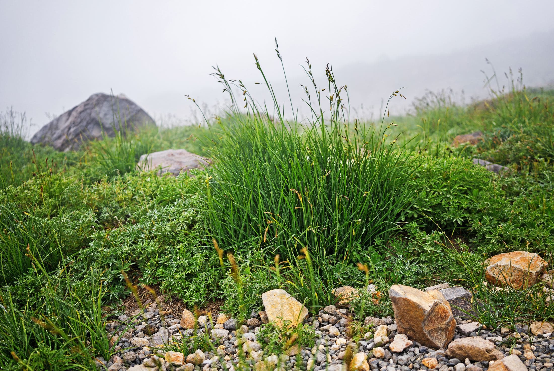 Ohanapecosh Trail, Mt. Rainier, WA, United States