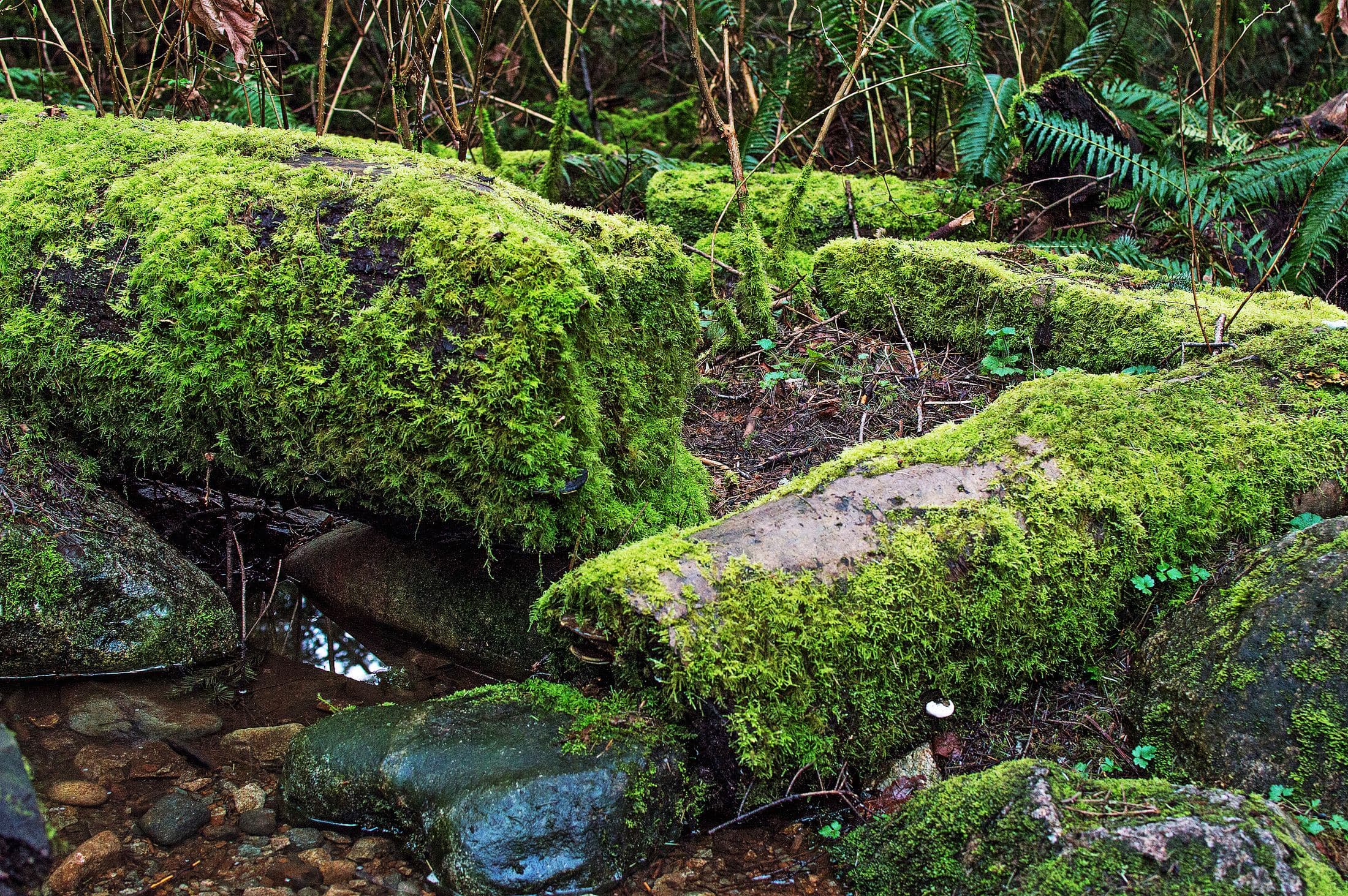 Pacific Spirit Park, Vancouver, B.C., Canada
