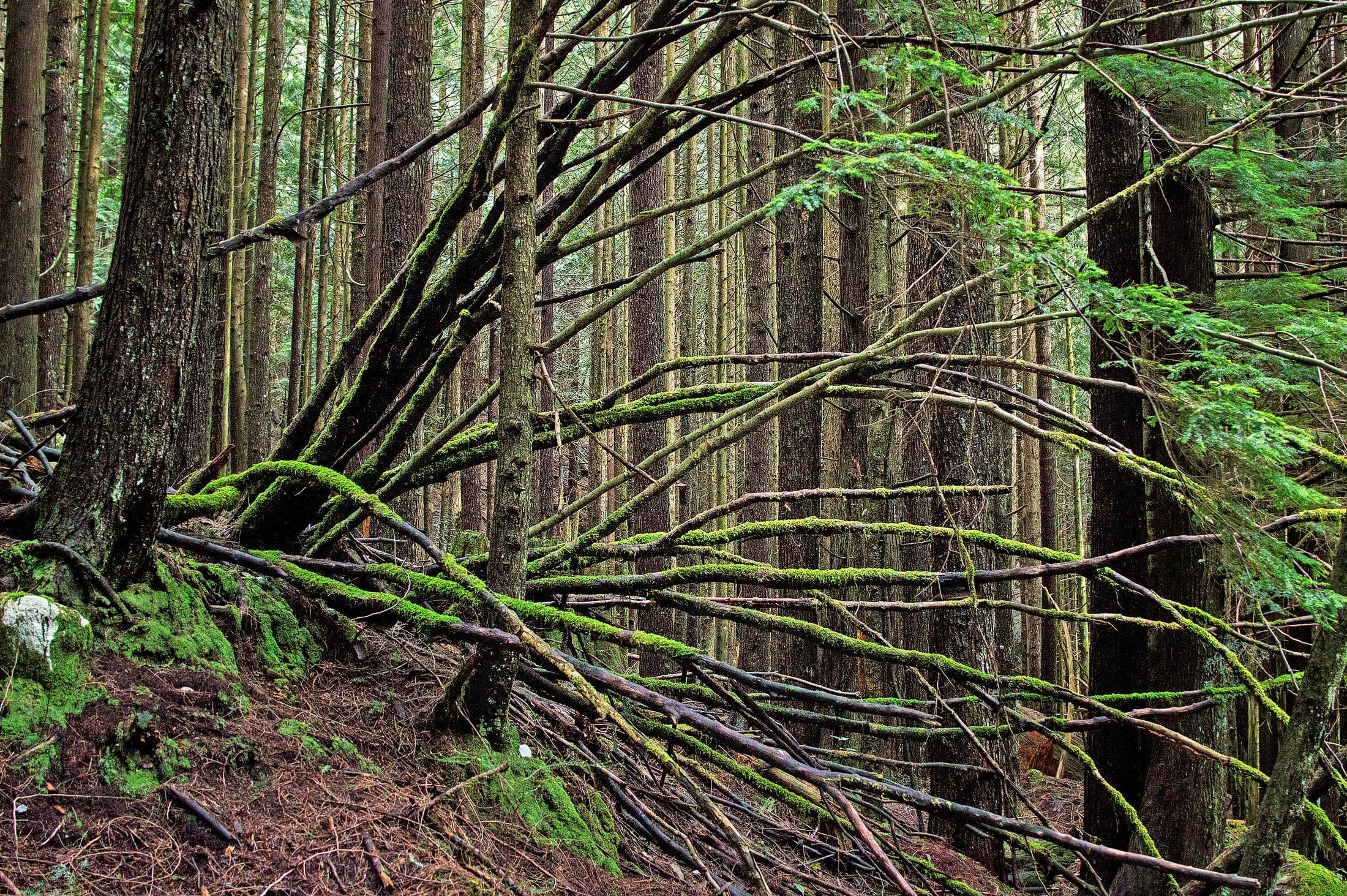 Golden Ears Provincial Park, Maple Ridge, B.C., Canada