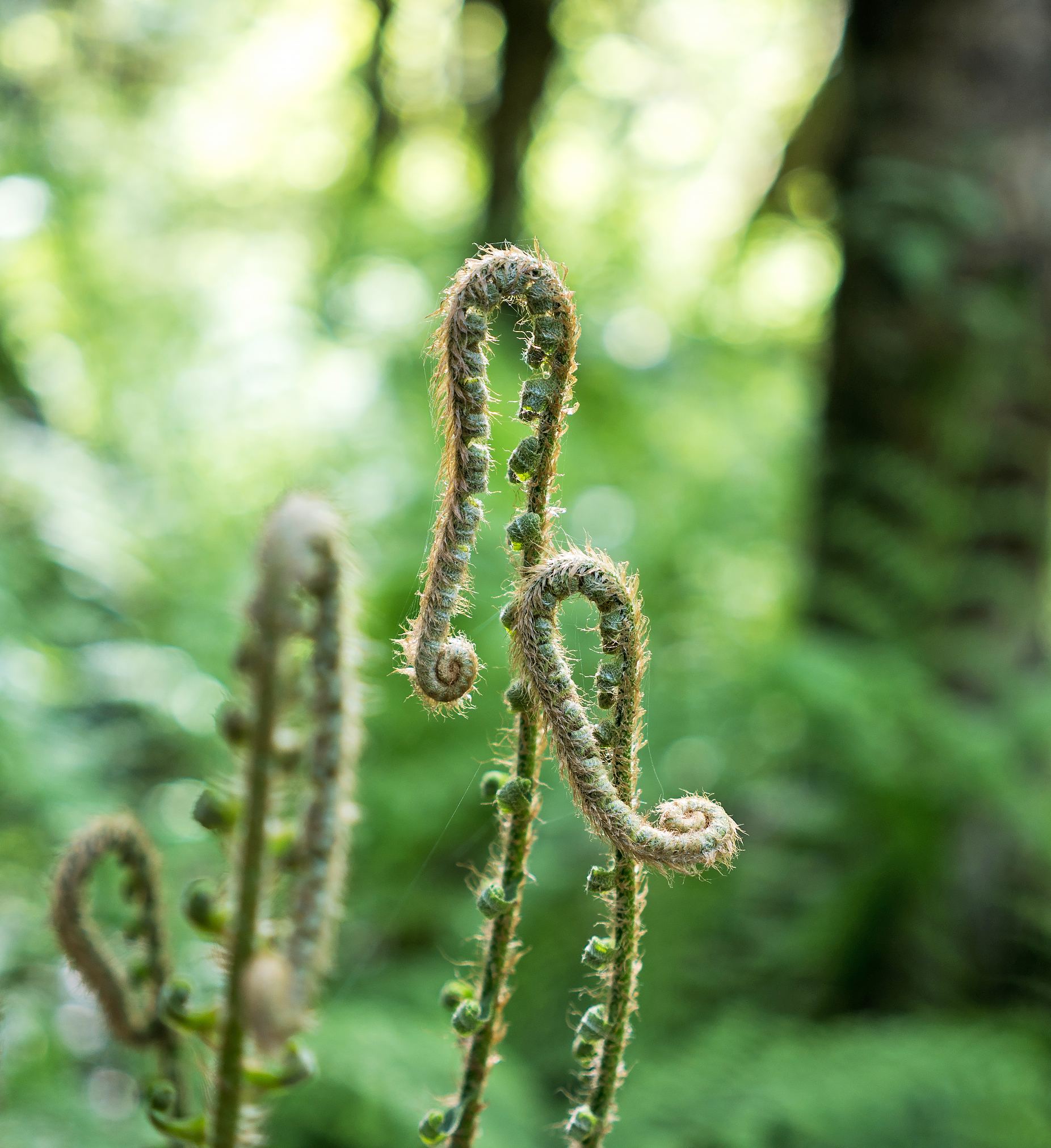 Squamish River, Squamish, B.C., Canada