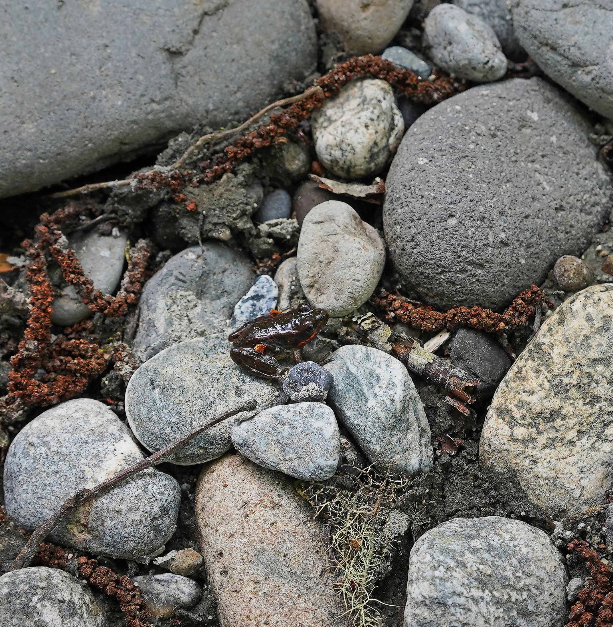 Squamish River, Squamish, B.C., Canada