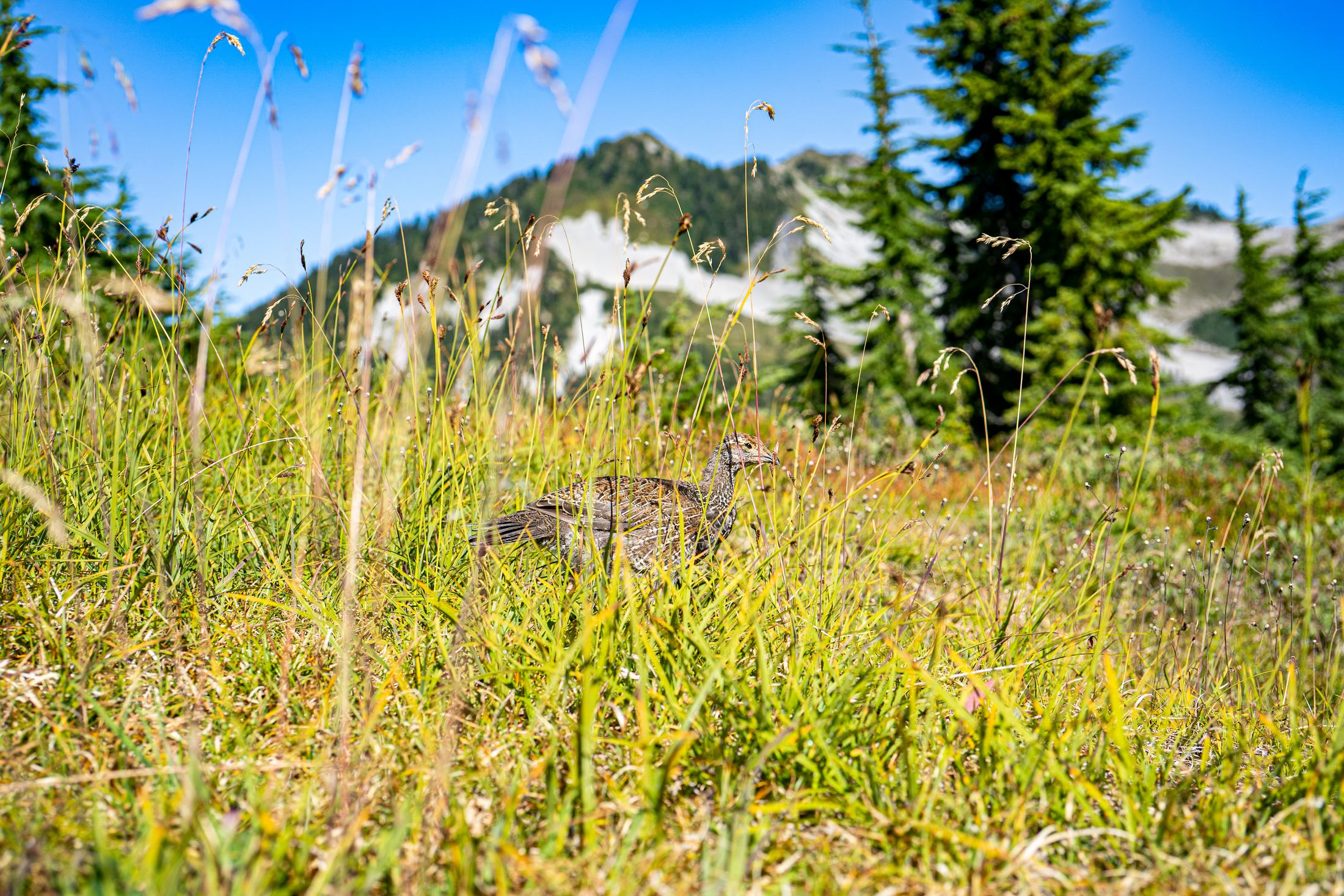 Elfin Lakes, Squamish, B.C., Canada