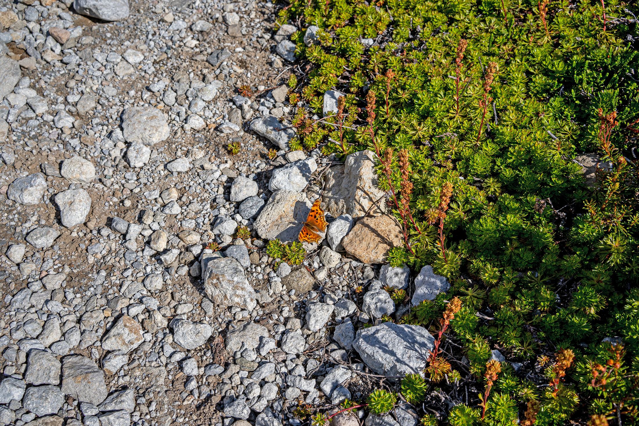 Elfin Lakes, Squamish, B.C., Canada