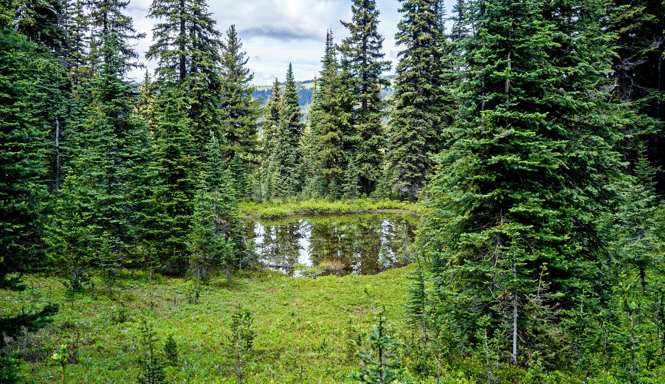 Kicking Horse / Heather Trail, E.C. Manning Park, B.C., Canada